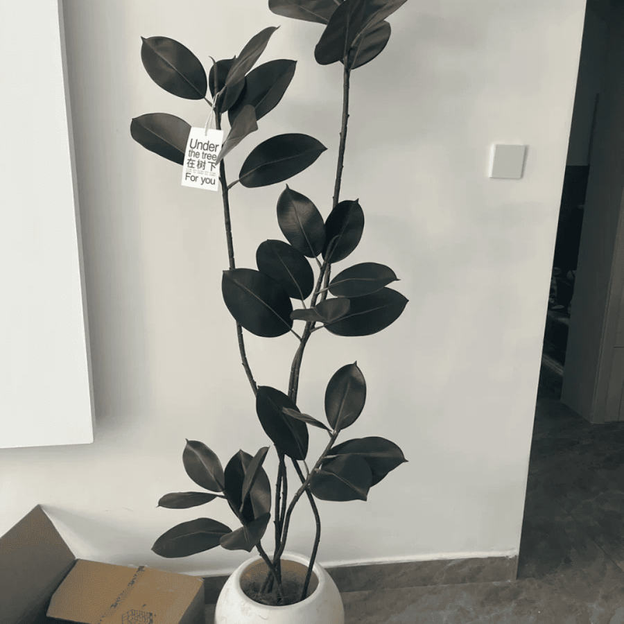 128 Ficus Tree