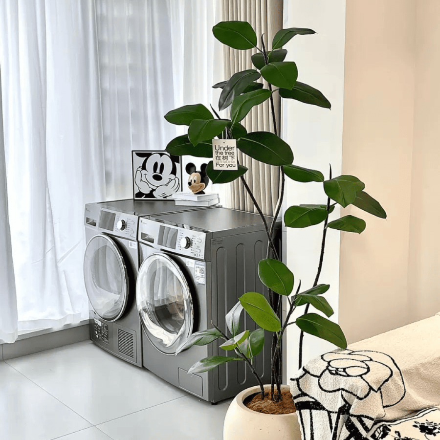 128 Ficus Tree